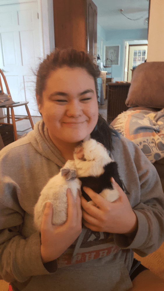 Danielle panda fat guinea pigs