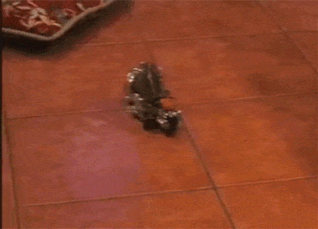 Giphy 1
