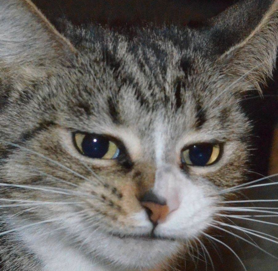 Mog