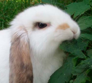 Original bunny 2