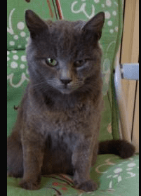 Cat 1