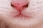Cat philtrum