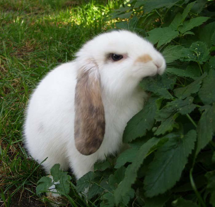 Original bunny
