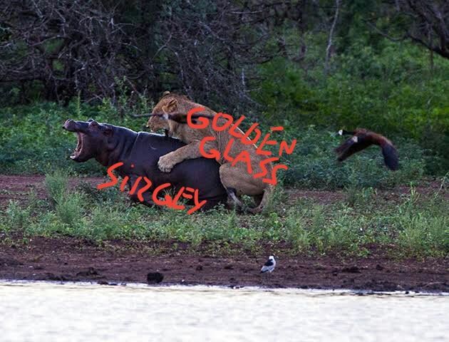 1FC4C81F F93D 43F2 AF08 FF759230B500