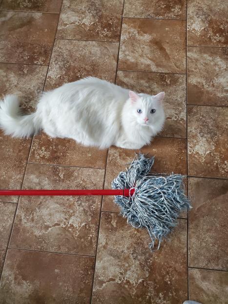 Marshmallow size comparison