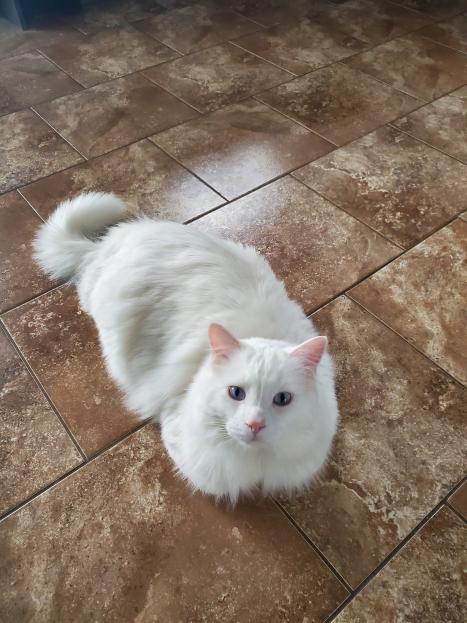 Marshmallow weird pose