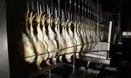 BackFragrantAegeancat size restricted