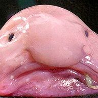 5247