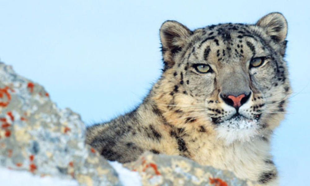 Snow Leopard