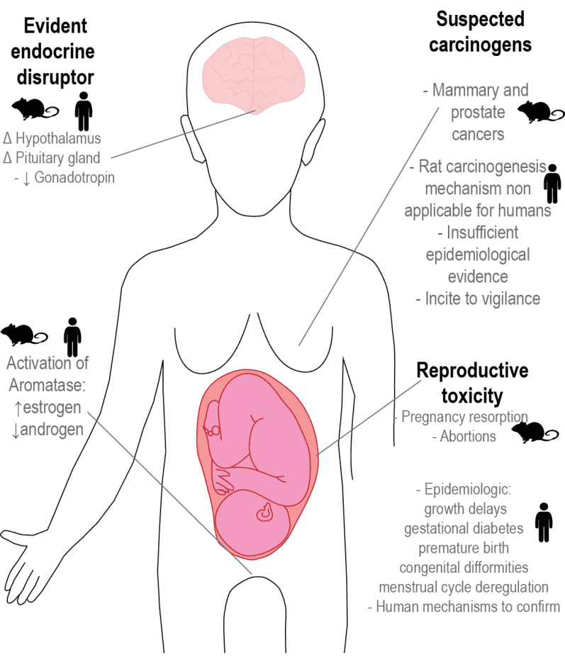 Toxic effects of atrazine on human and rat
