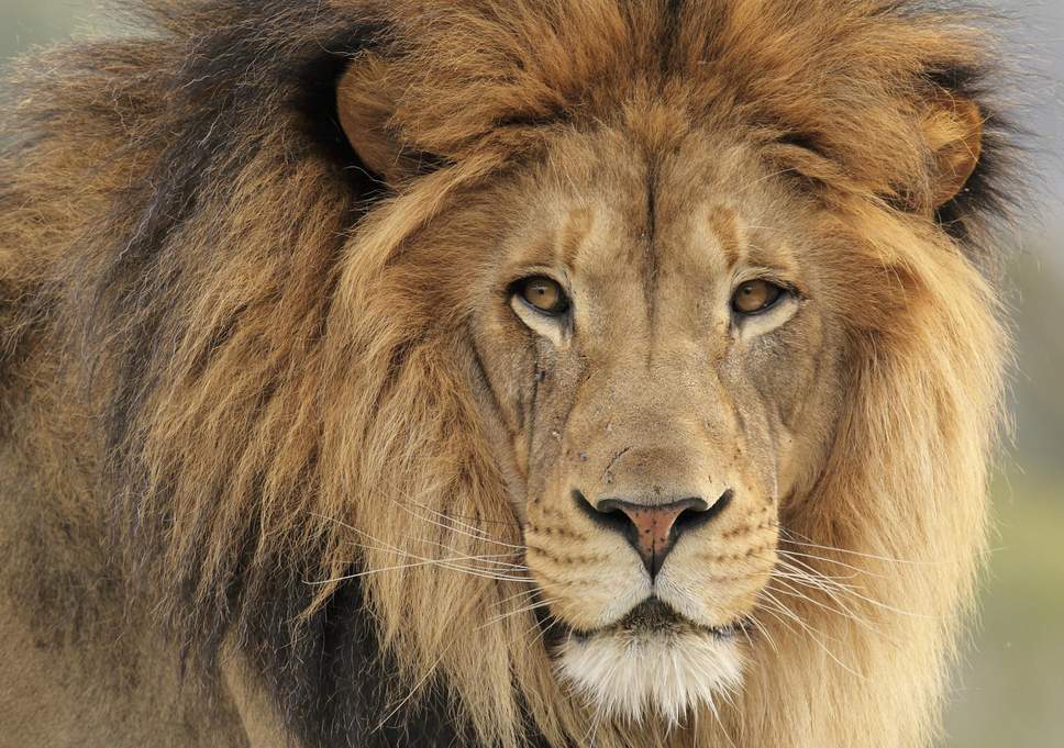 Lion face