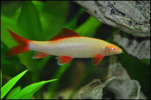 Fish