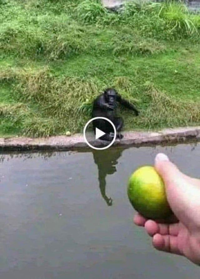 Monkey trick