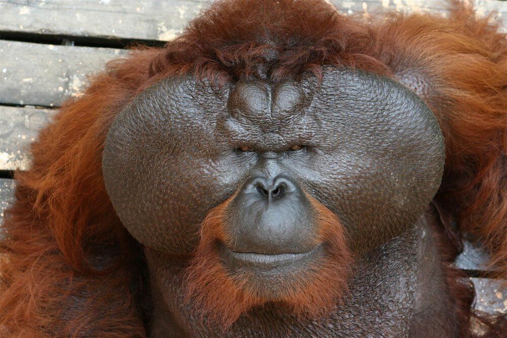 OrangutanMog
