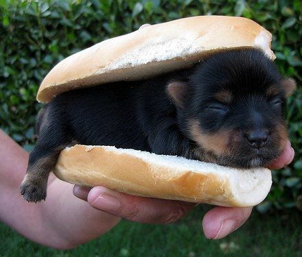 Hahahasocuteee