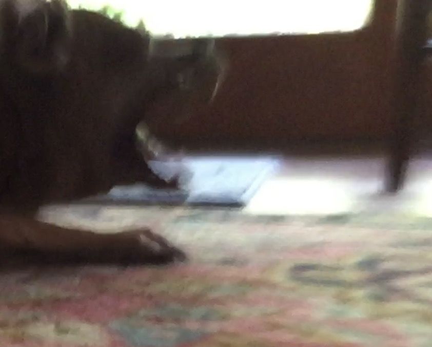 IMG 4342