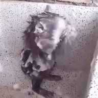 3080