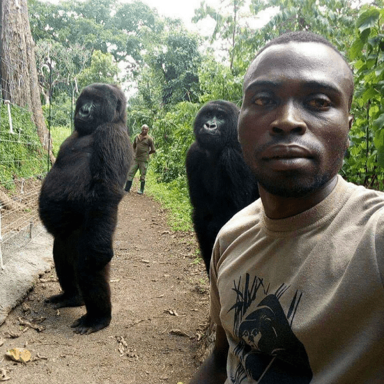 Gorillaselfie