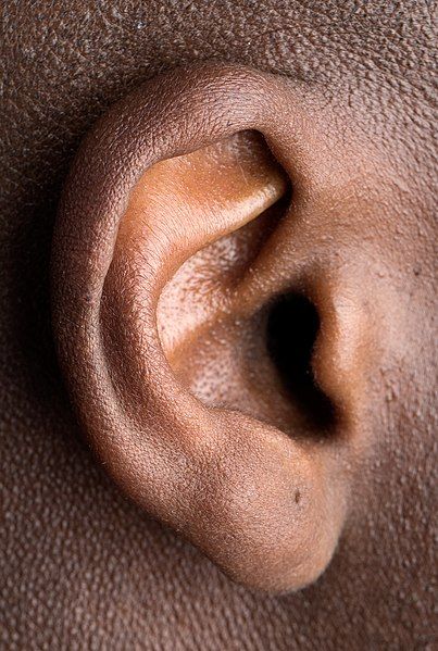 403px Human right ear cropped