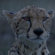373 (2).gif