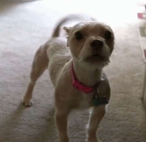 Keppbarking