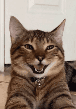Cat smile