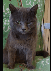 Cat 1