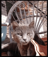 Cat model 1