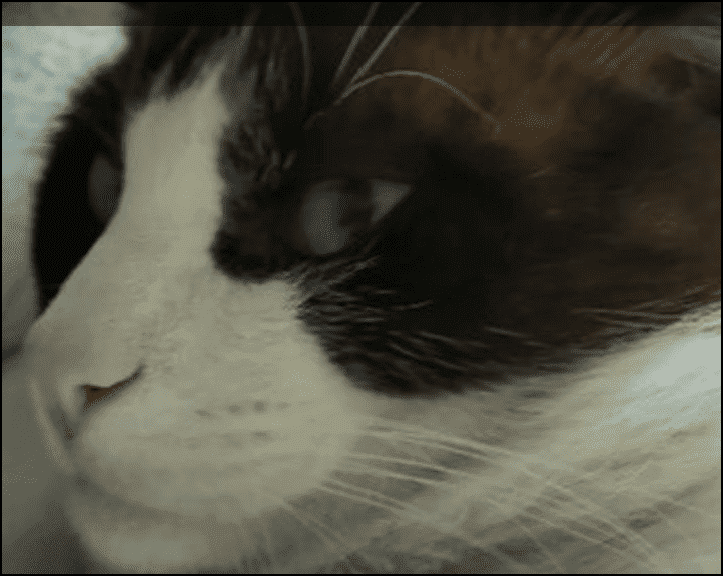 Autistic cat