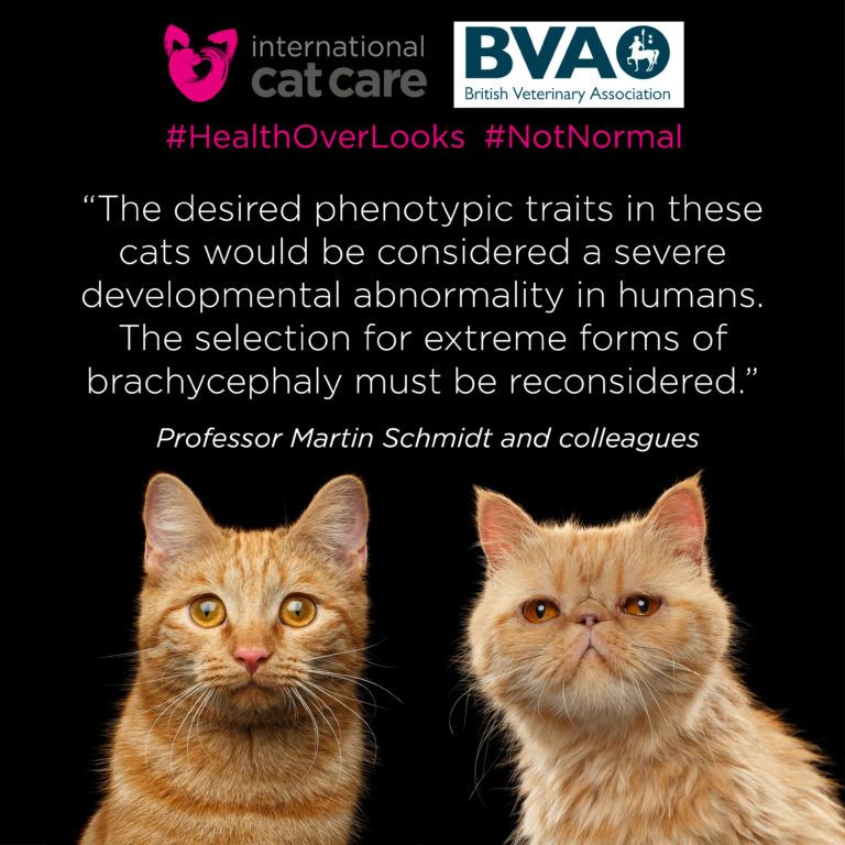 Brachy graphics iCatCare BVA 4 768x768