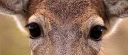 SmartSelect 20200403 112846 Samsung Internet