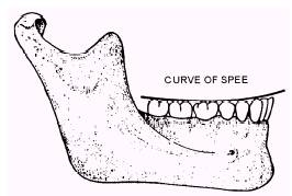 Curve of spee