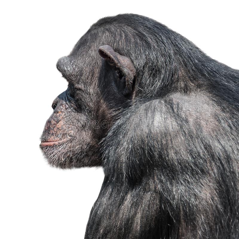 Portrait serious chimpanzee profile white background portrait serious chimpanzee profile white