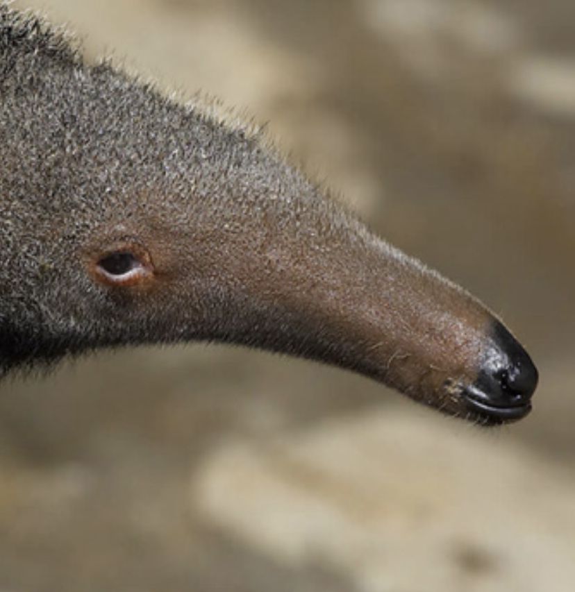 ED3E29EC B1EF 443D B0E5 305823A3FFE7