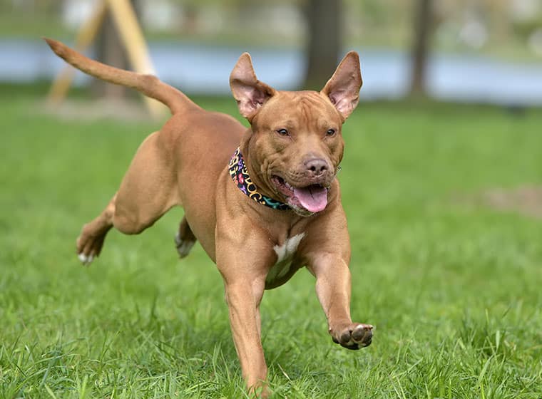 Amaricanpittbullterrier 760x560