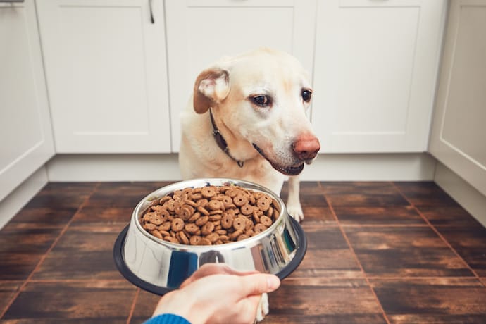 Dog wont eat food from a bowl