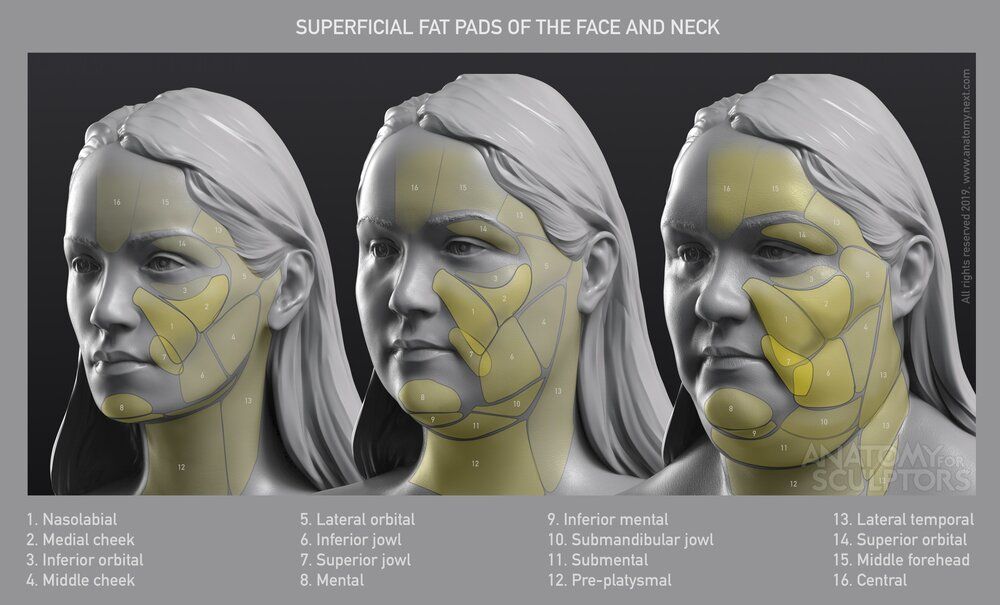 Anatomy for sculptors fat