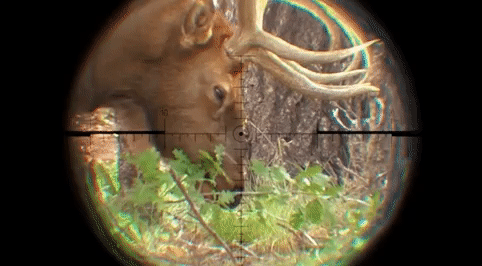 Deer Deer