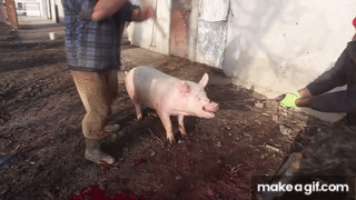 Pig Pig