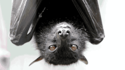 Bat Bat