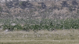 Locusts