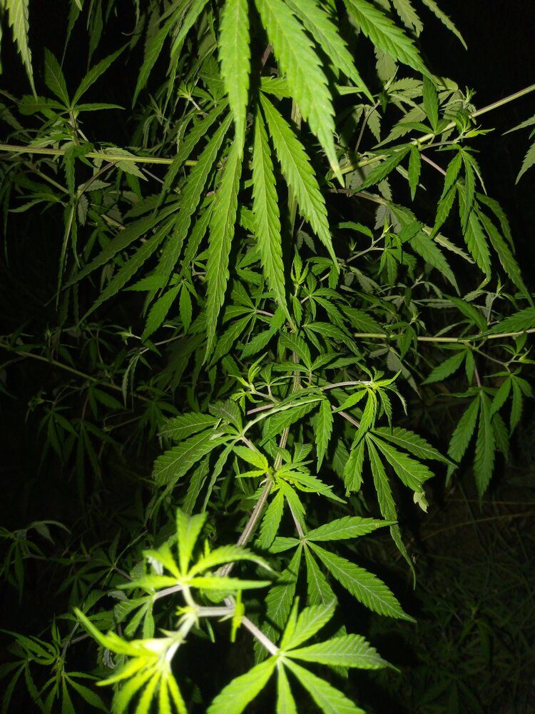 IMG 20200411 192614