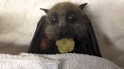 Bat eating