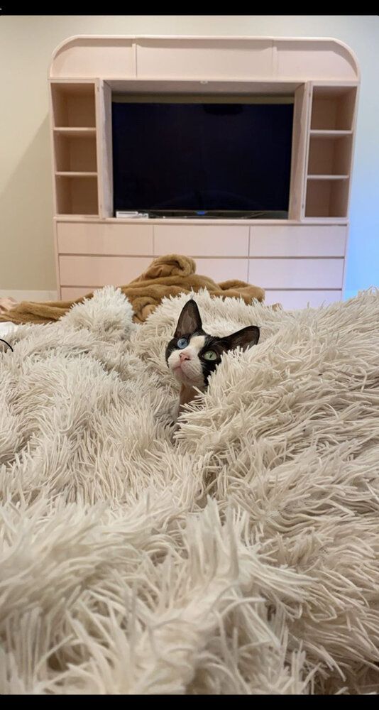 9D8747F6 EAFC 41D0 ACD7 8999CD058B32