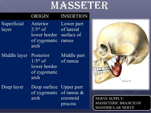 Muscles of mastication ppt 15 638