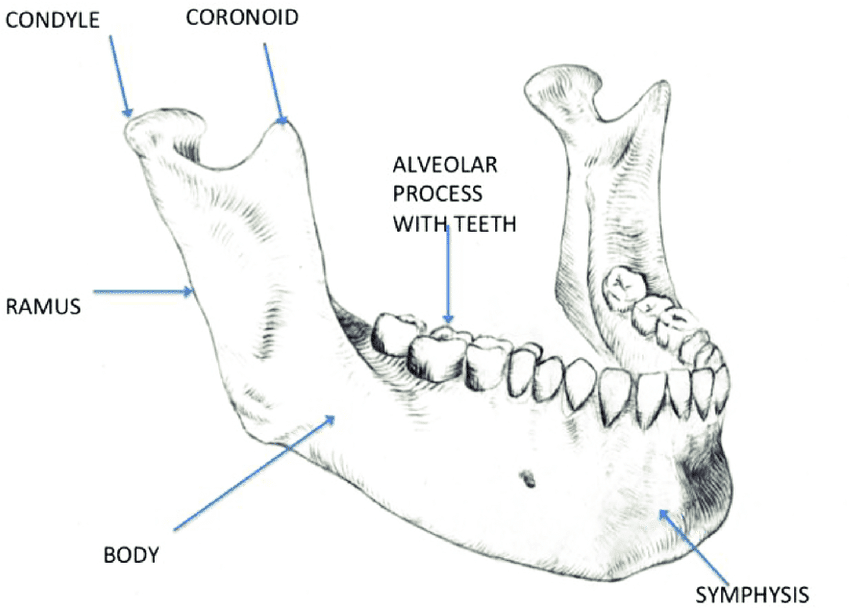 Schema showing the gross anatomy of the mandible