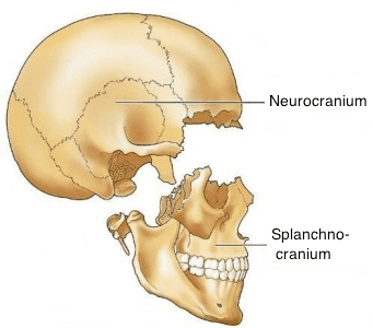Viscerocranium