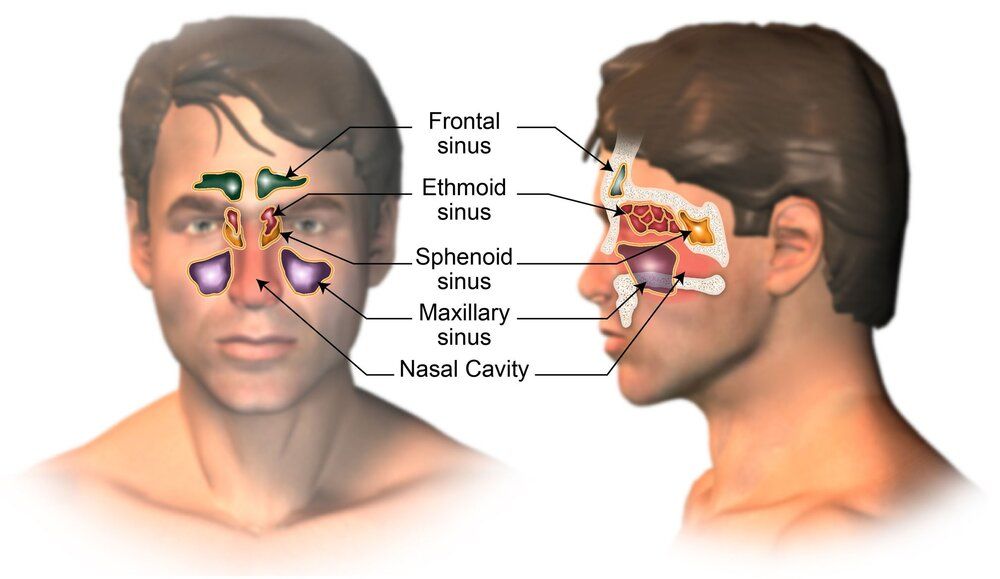Sinus Overview r1b