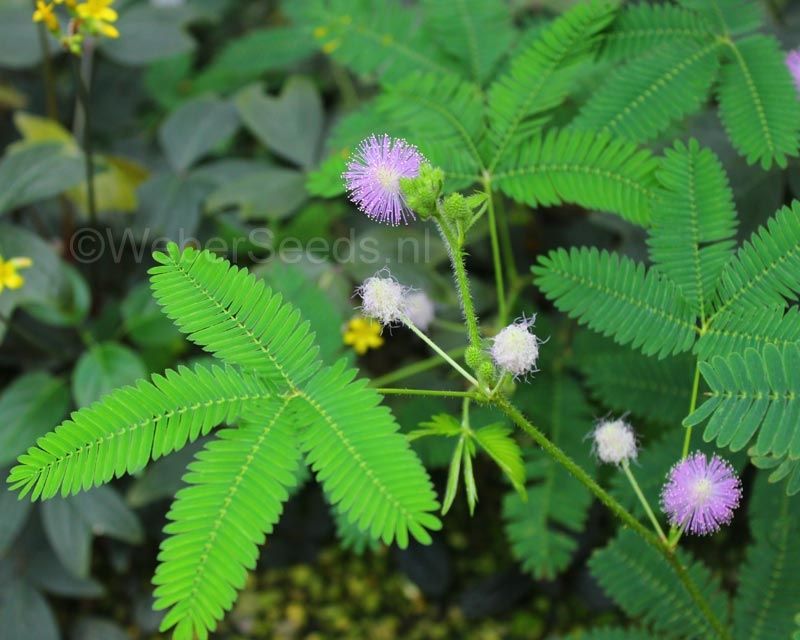 Mimosa pudica flower