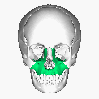 Maxilla animation
